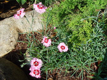 Dianthus caesius rose simple flower